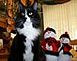 Photo of cat with two snowmen all looking in the same direction.		 